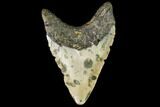 Fossil Megalodon Tooth - North Carolina #109527-1